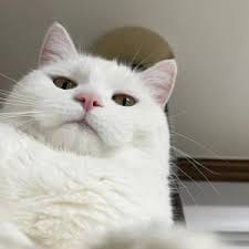 วรชิต กนิตศรีบำเพ็ญ avatar